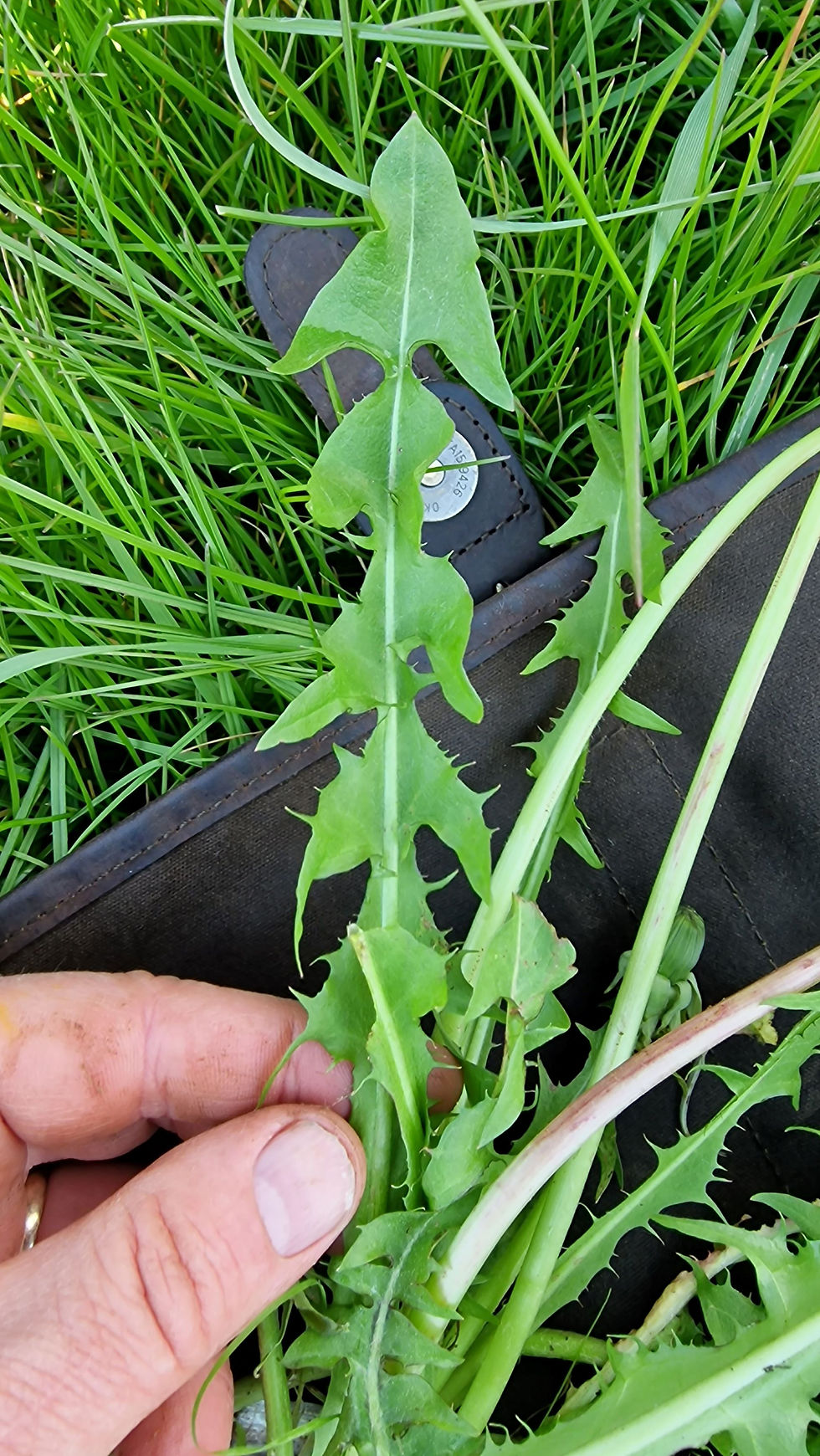 Taraxacum expallidiforme