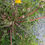 Thumbnail: 135.025.047 Taraxacum naevosum