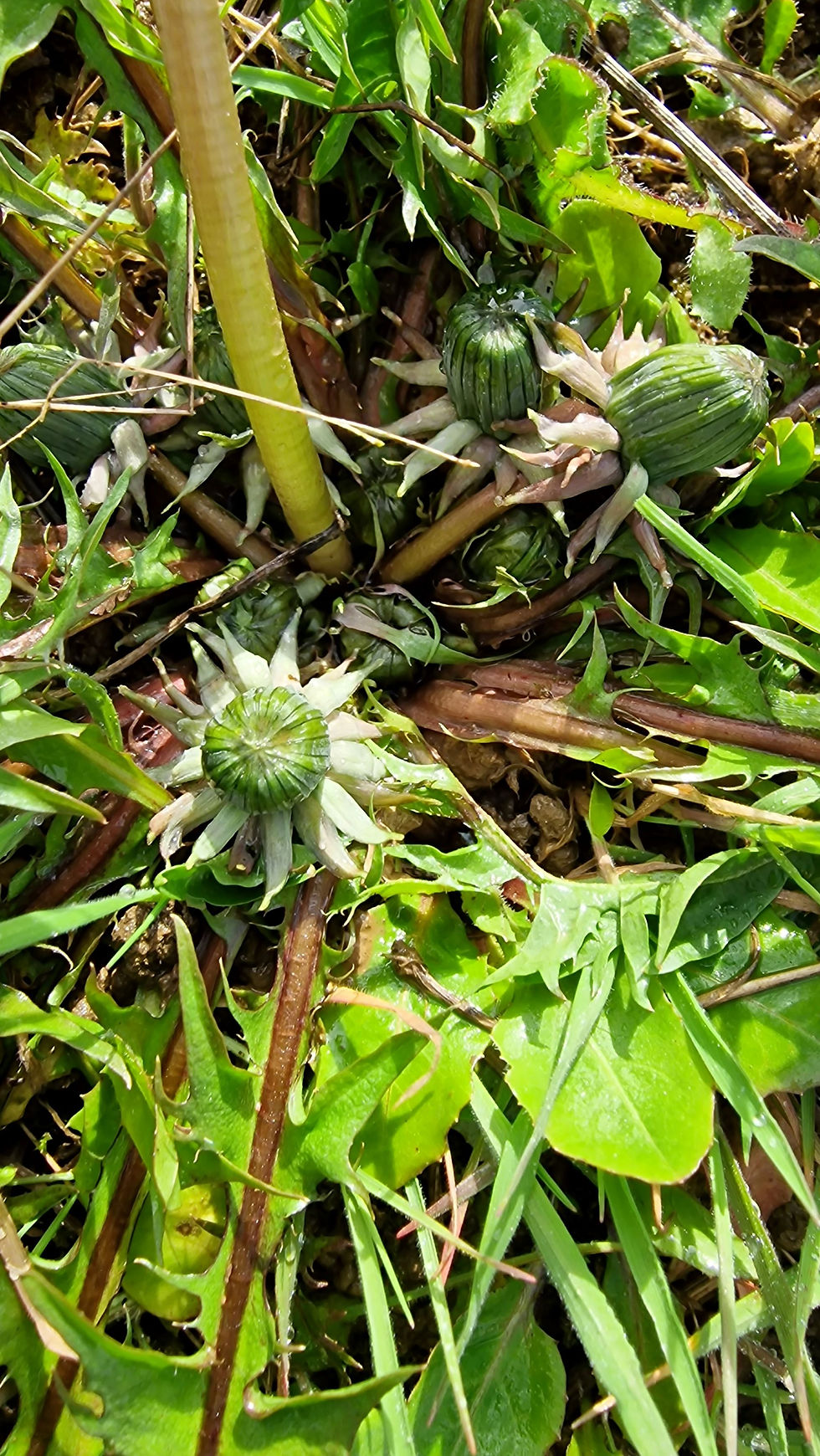 Thumbnail: Taraxacum incisum