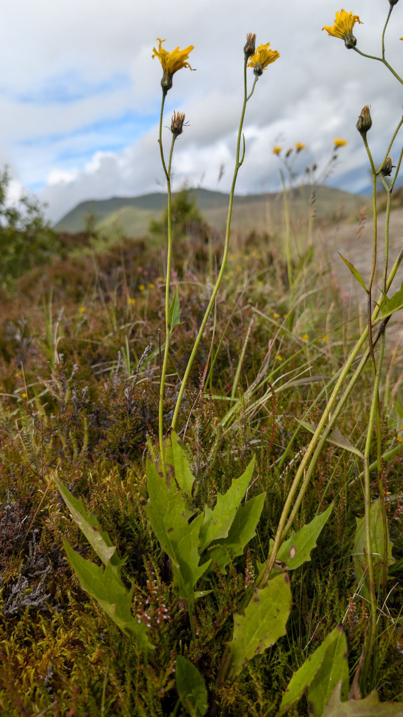Hieracium cuspidens