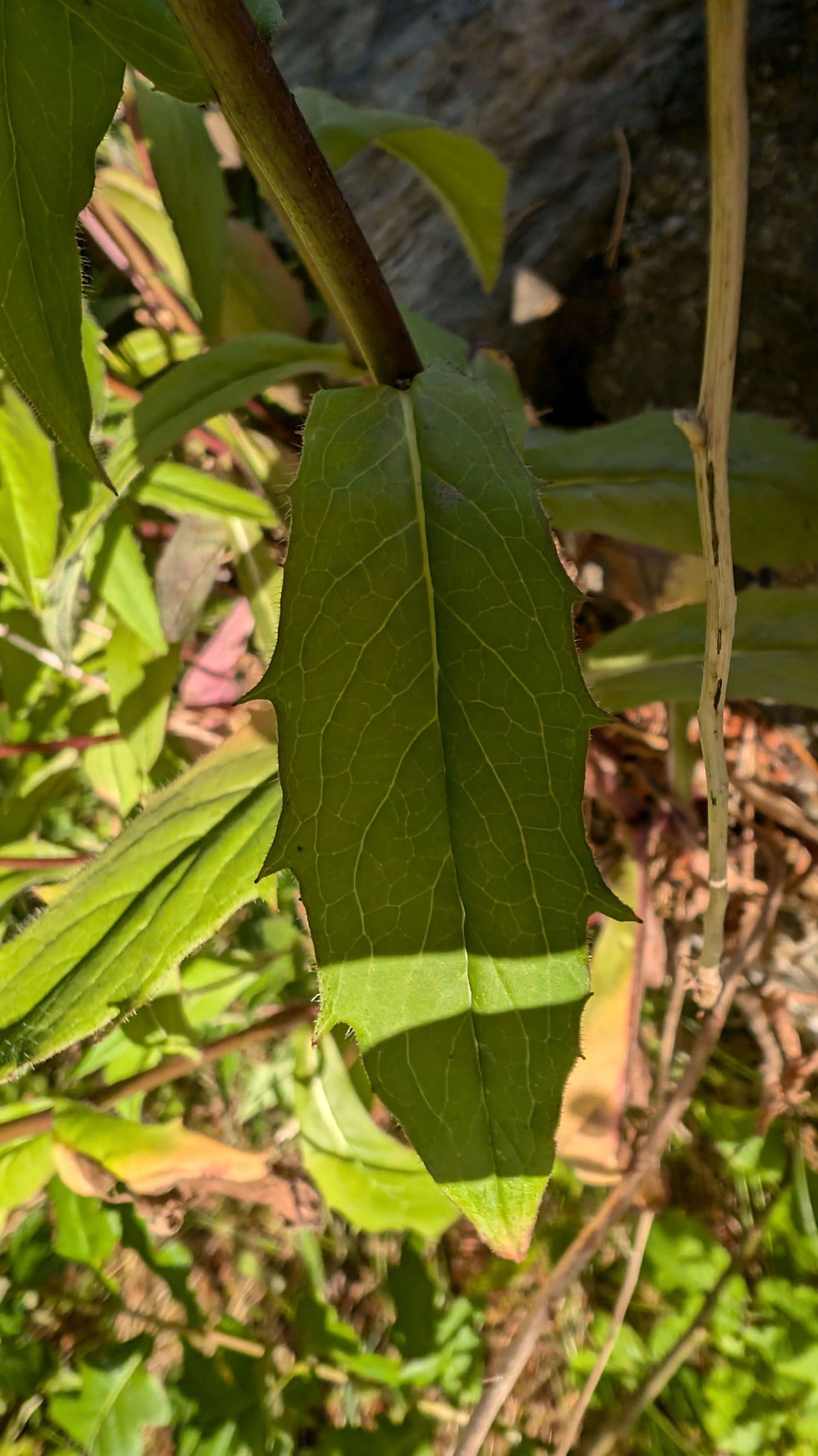 Thumbnail: Hieracium melanoglochin