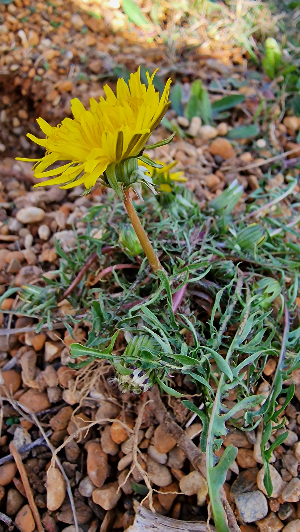 Thumbnail: 135.025.021 Taraxacum scoticum