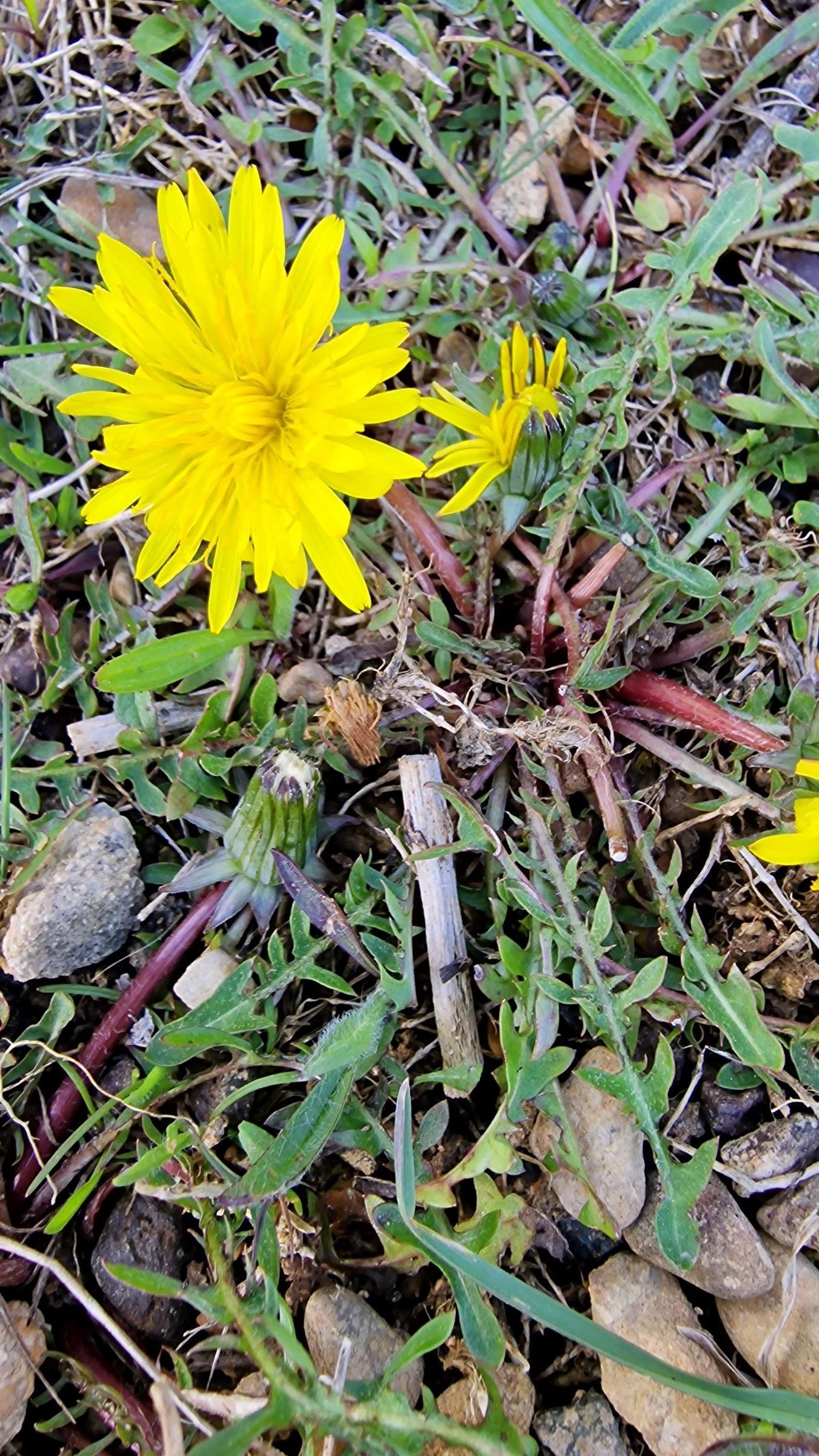 Taraxacum scoticum