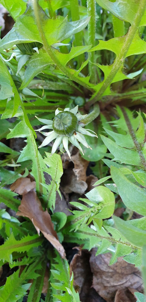 Thumbnail: Taraxacum caloschistum