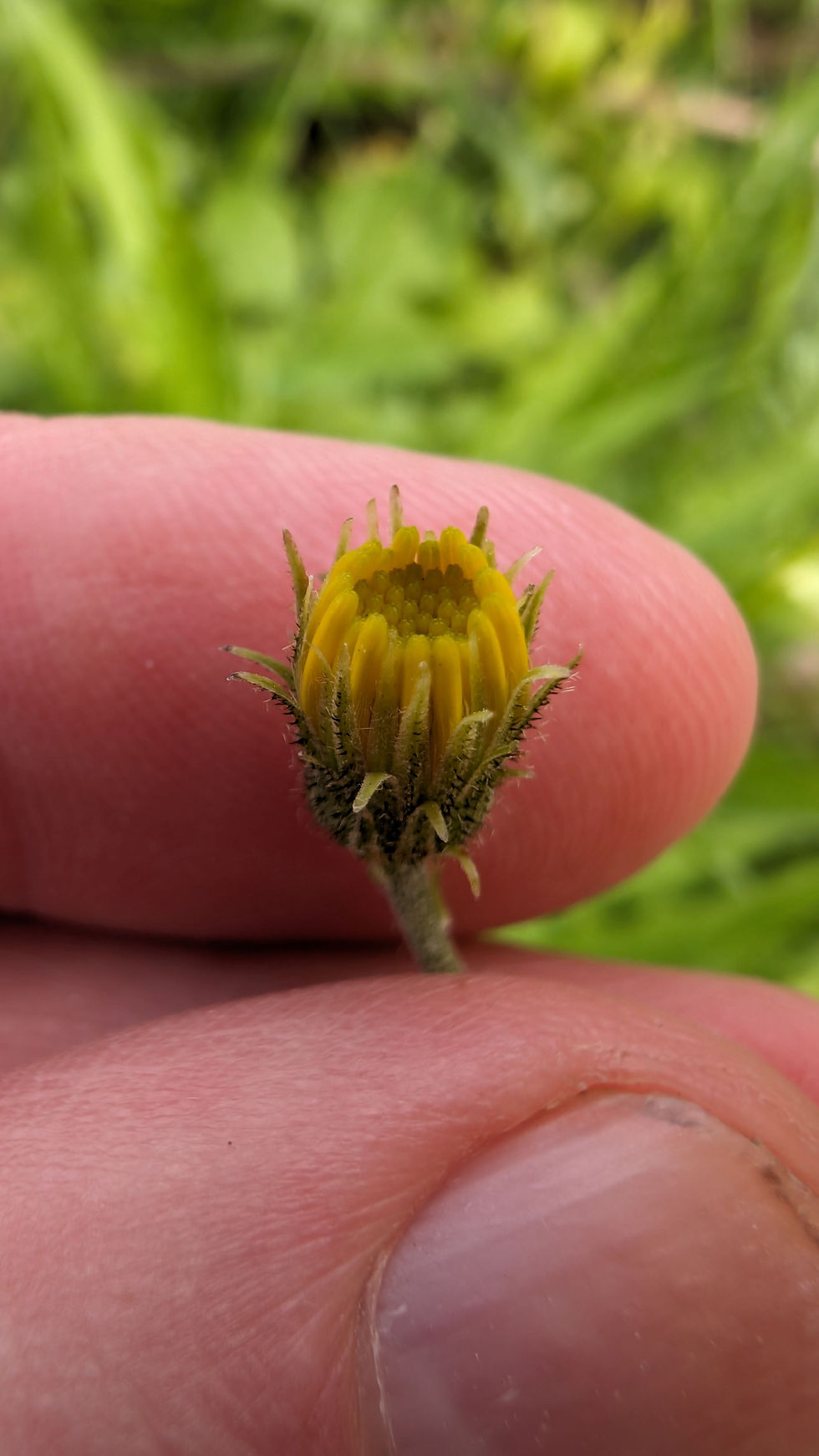 Thumbnail: Hieracium pseudacroleucum