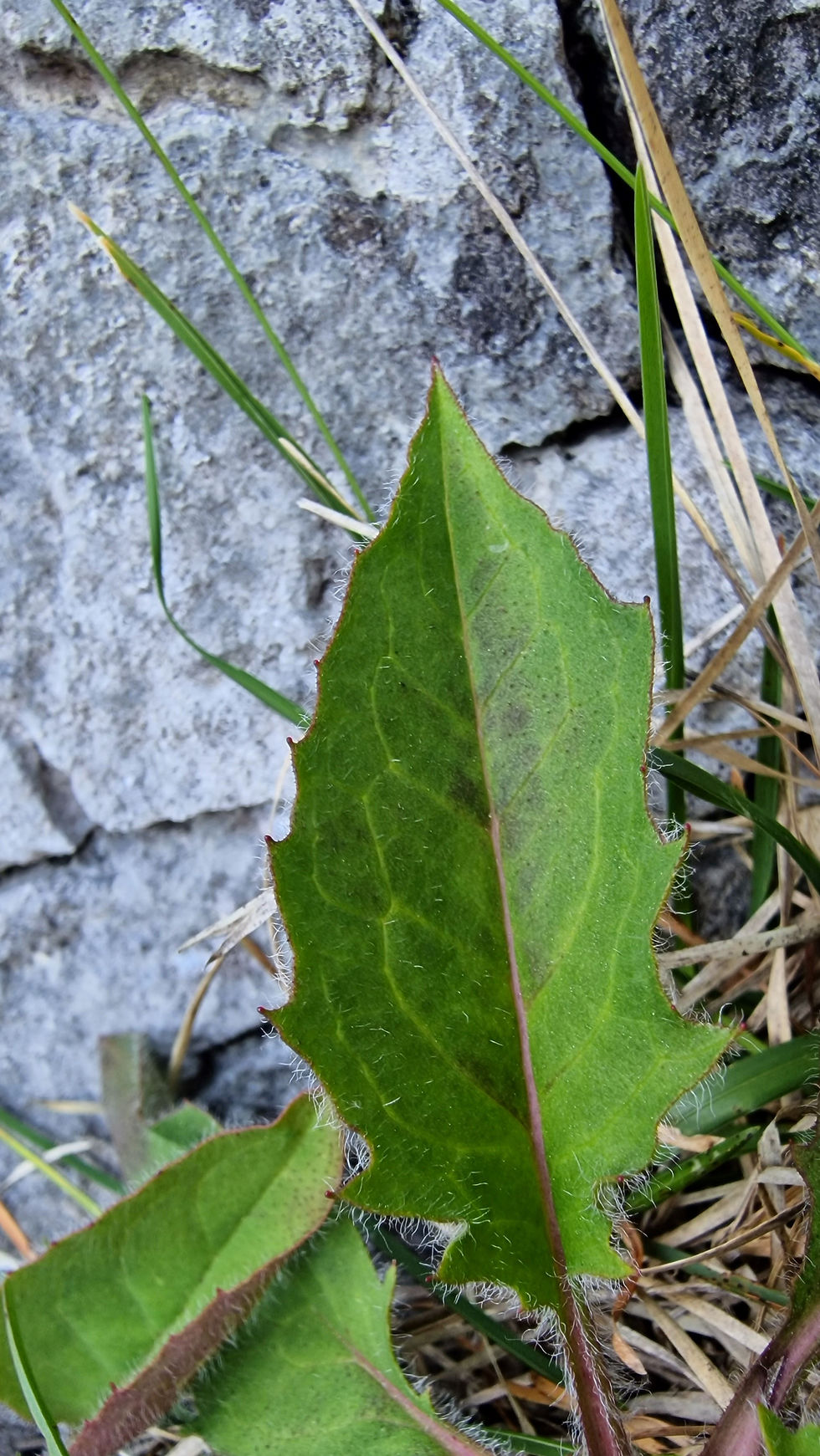Thumbnail: 135.034.331.1 Hieracium Lang Scar sp.Nova