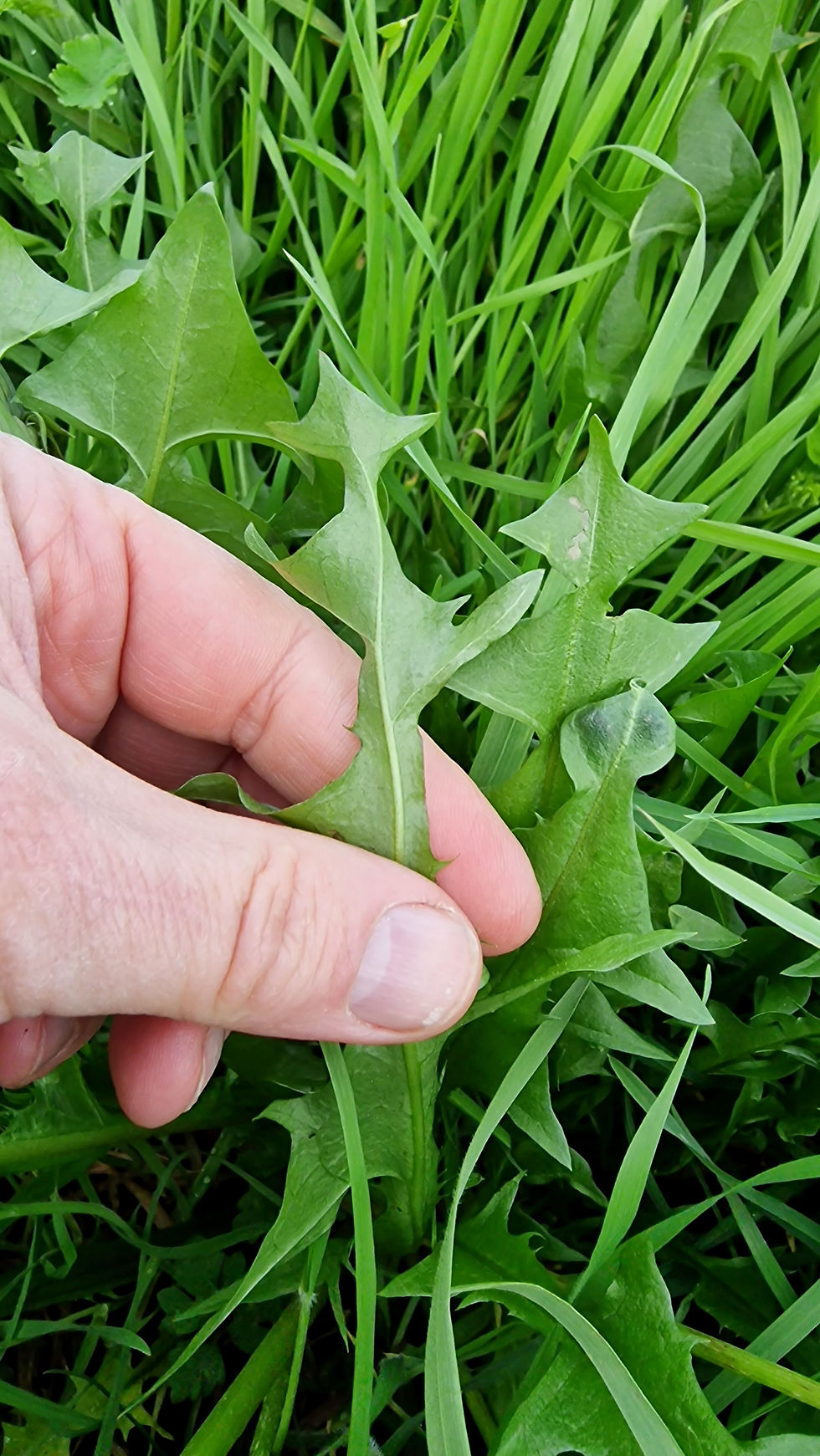 Thumbnail: Taraxacum pulchrifolium