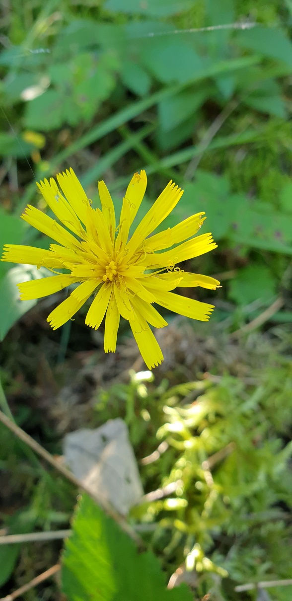 Thumbnail: Hieracium argutifolium