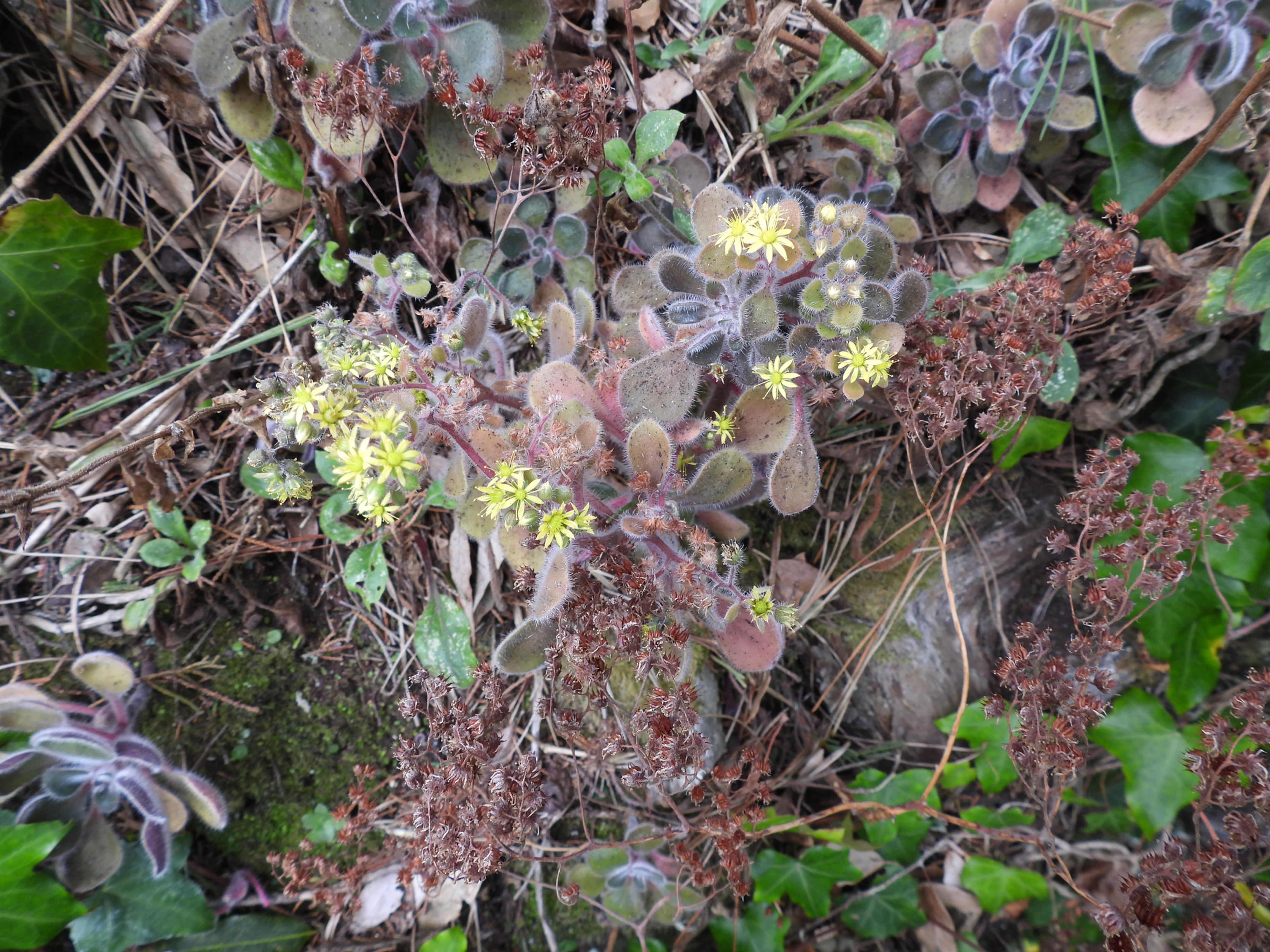 043.011.001 Aichryson laxum tree-of-love