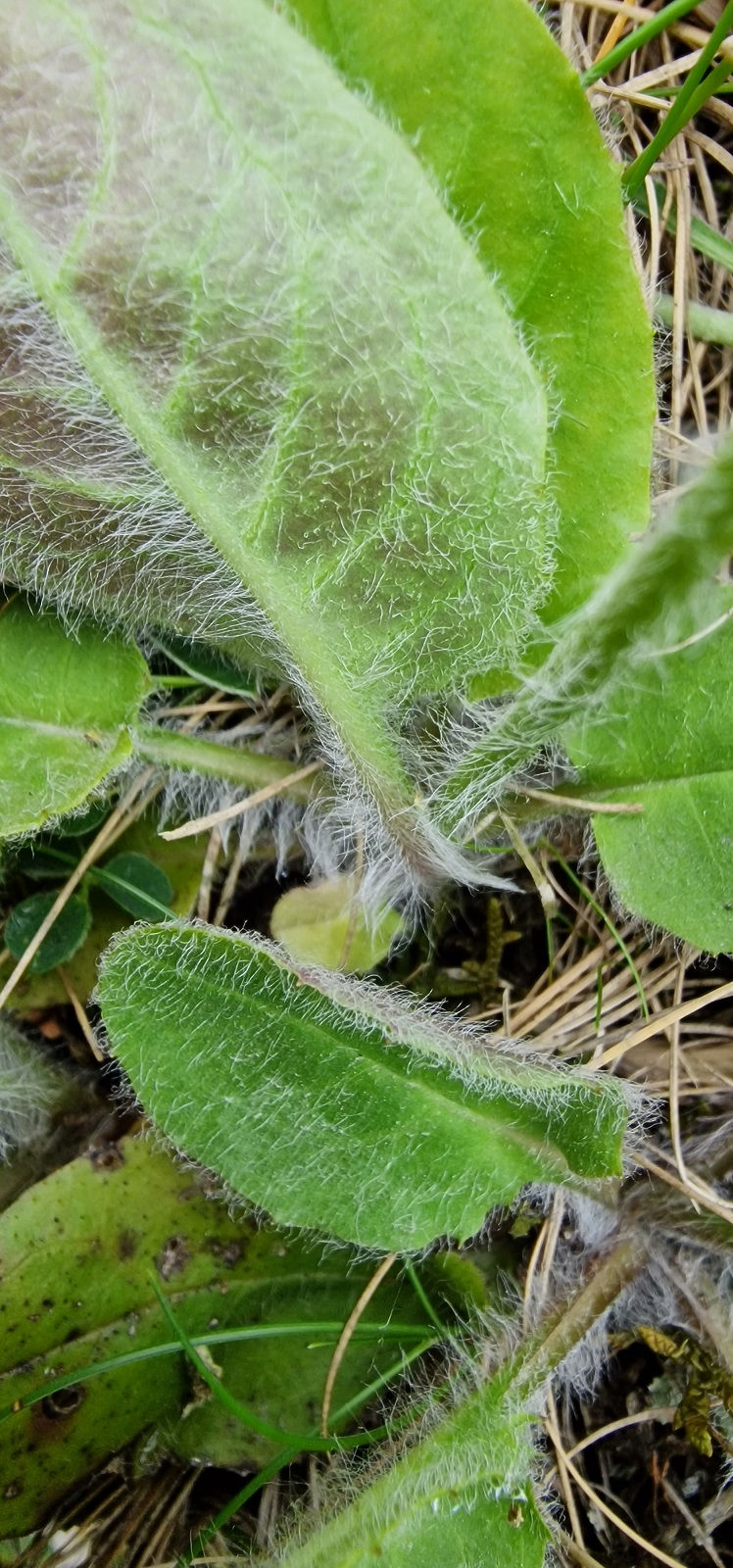 Thumbnail: Hieracium subaequialtum