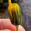 Thumbnail: Hieracium lanceolatifolium