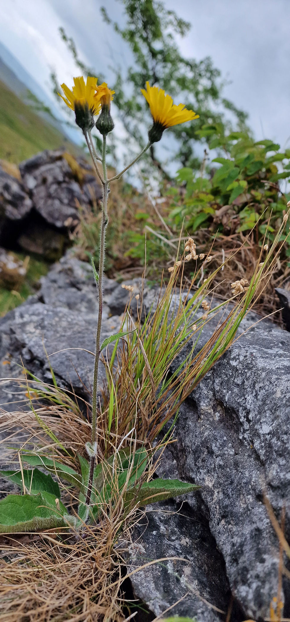 Thumbnail: Hieracium Cwm Haffes