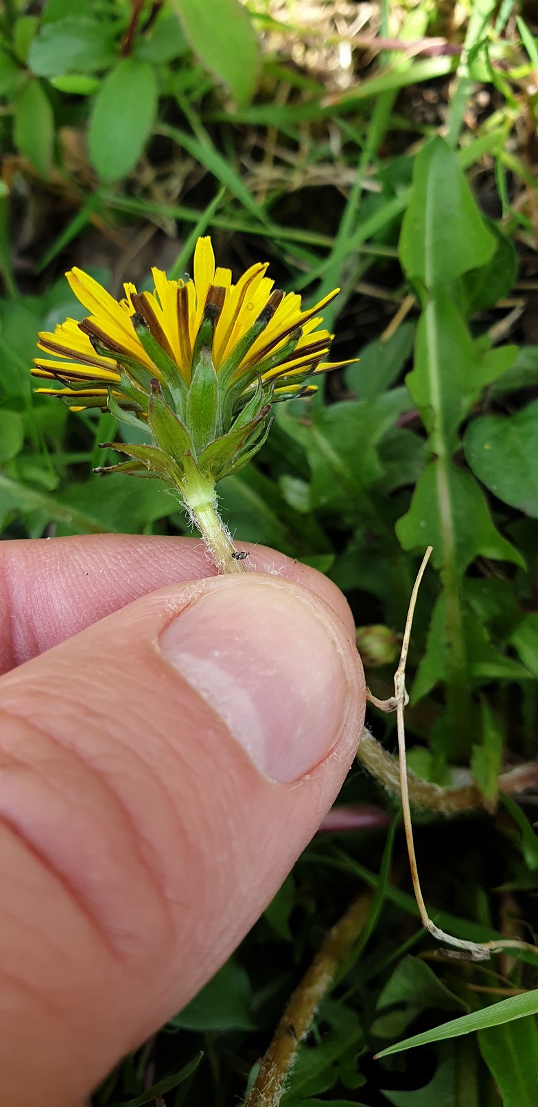 Thumbnail: Taraxacum nordstedtii