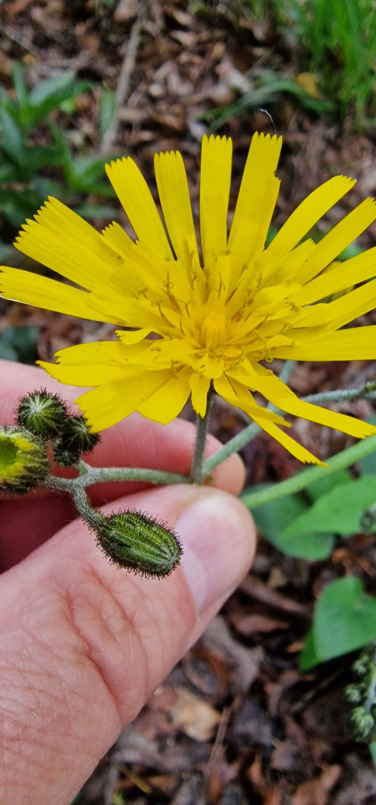 Thumbnail: Hieracium sublepistoides