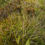 Thumbnail: Hieracium cuspidens