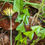 Thumbnail: Taraxacum hamatum