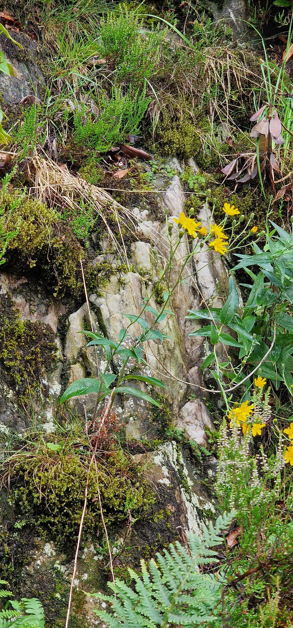 Thumbnail: Hieracium lanceolatifolium