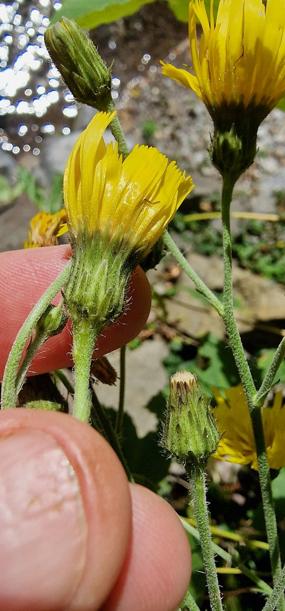 Thumbnail: Hieracium sabaudum