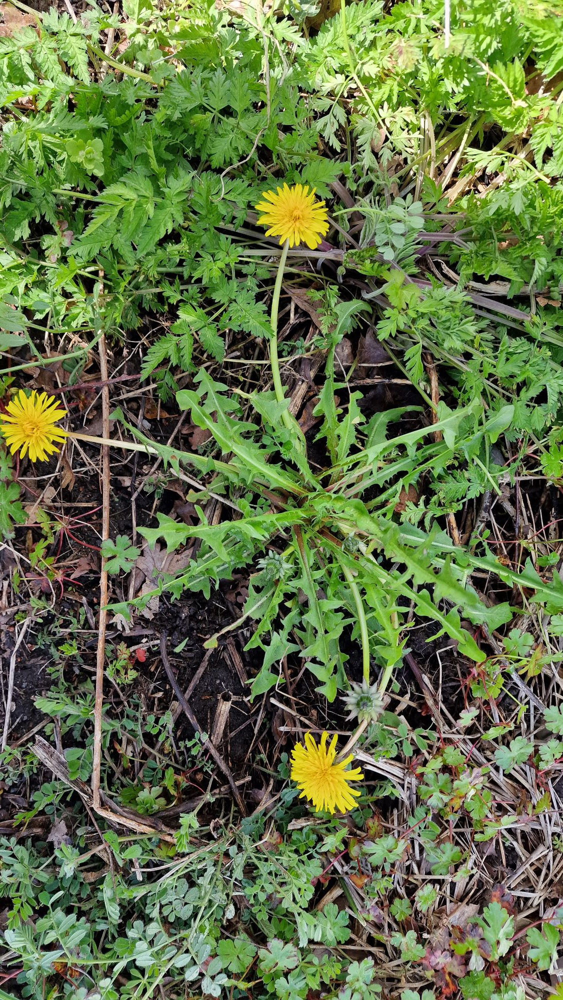 Taraxacum celticum