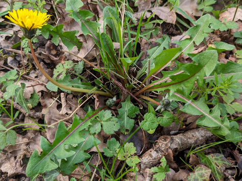 2024 Dandelions - March April May
