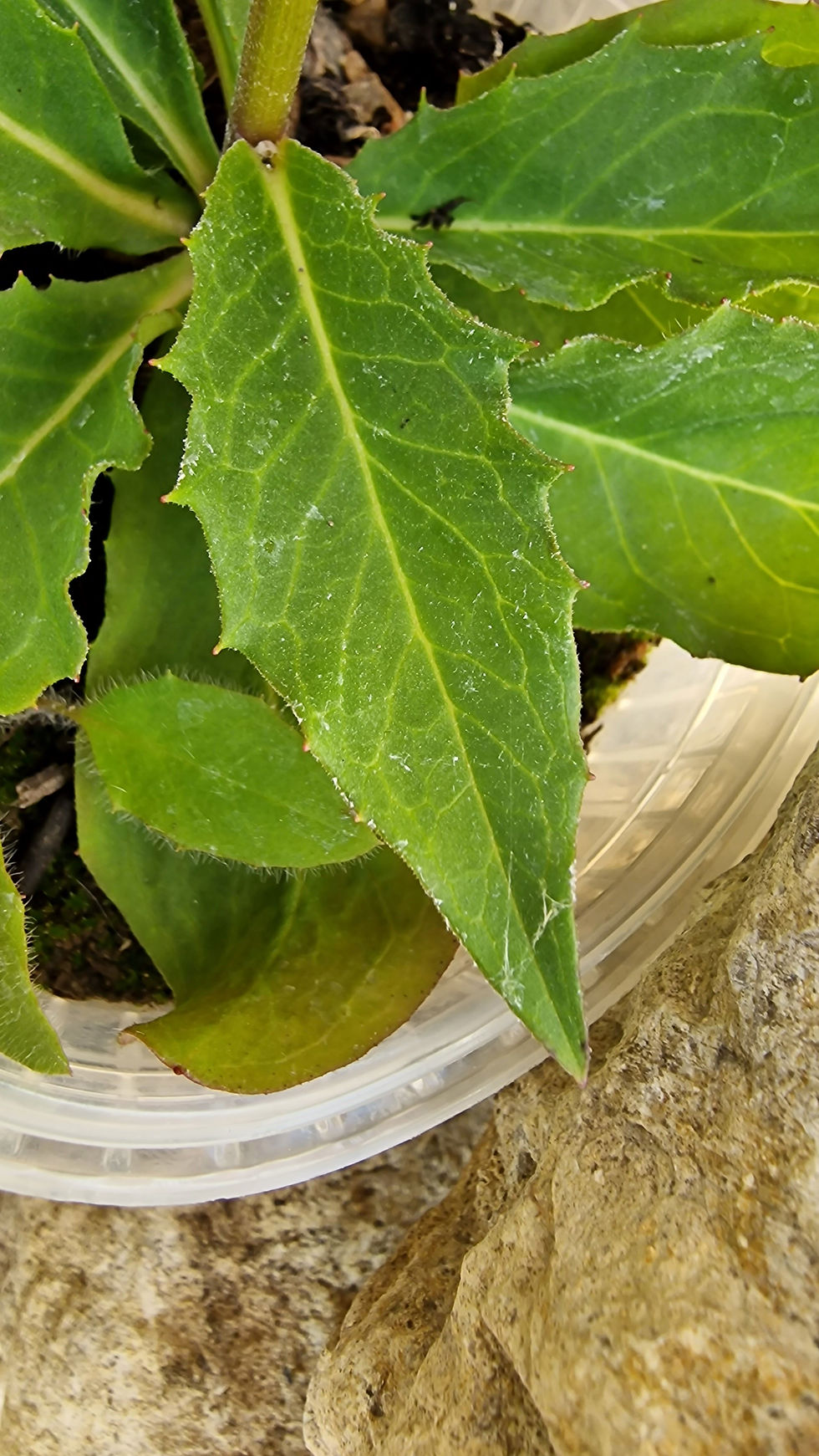 Thumbnail: 135.034.040 Hieracium lissolepium