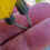 Thumbnail: Hieracium dicella