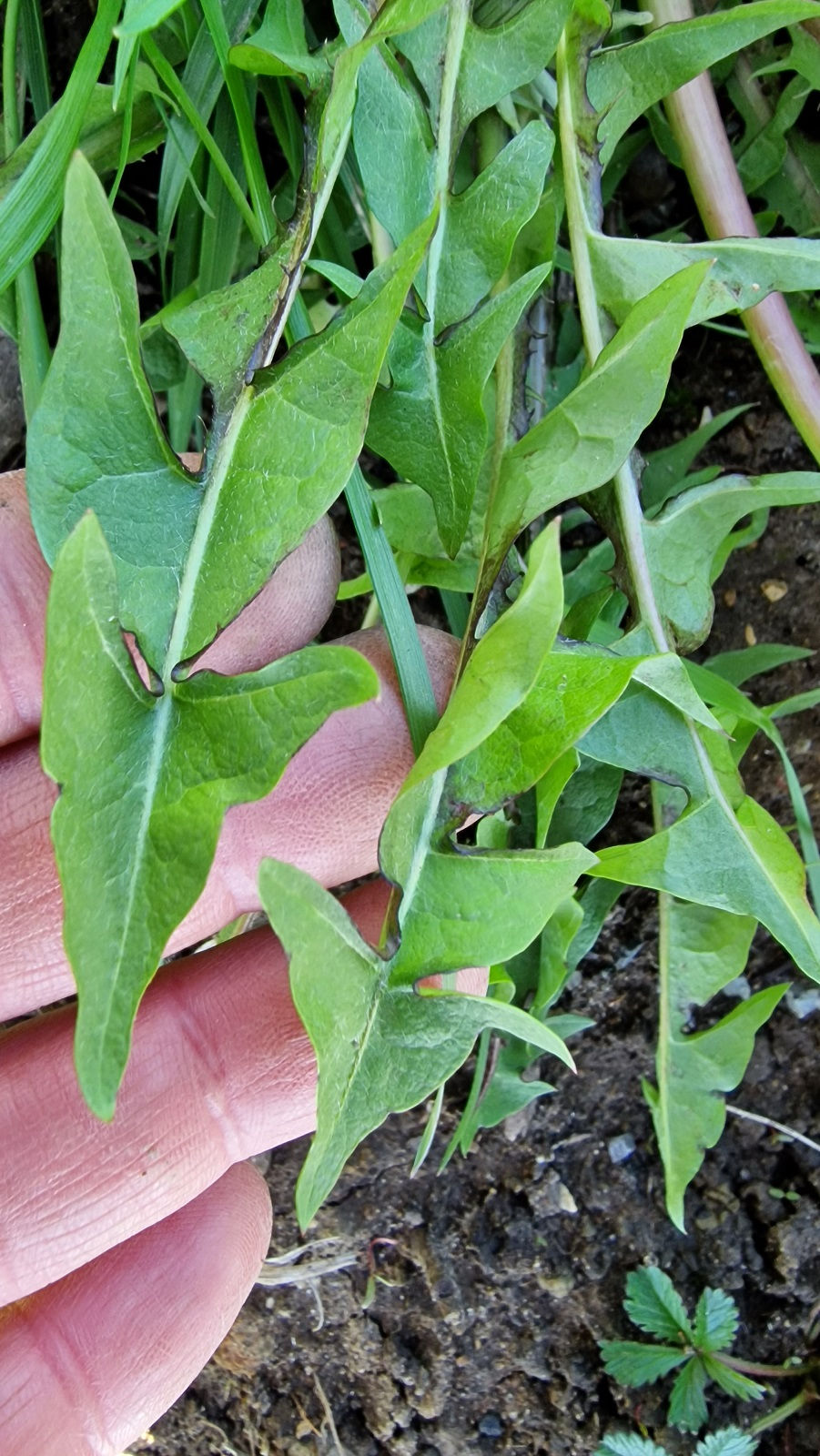 Thumbnail: Taraxacum exacutum