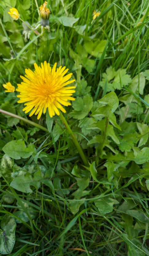 Taraxacum coartatum