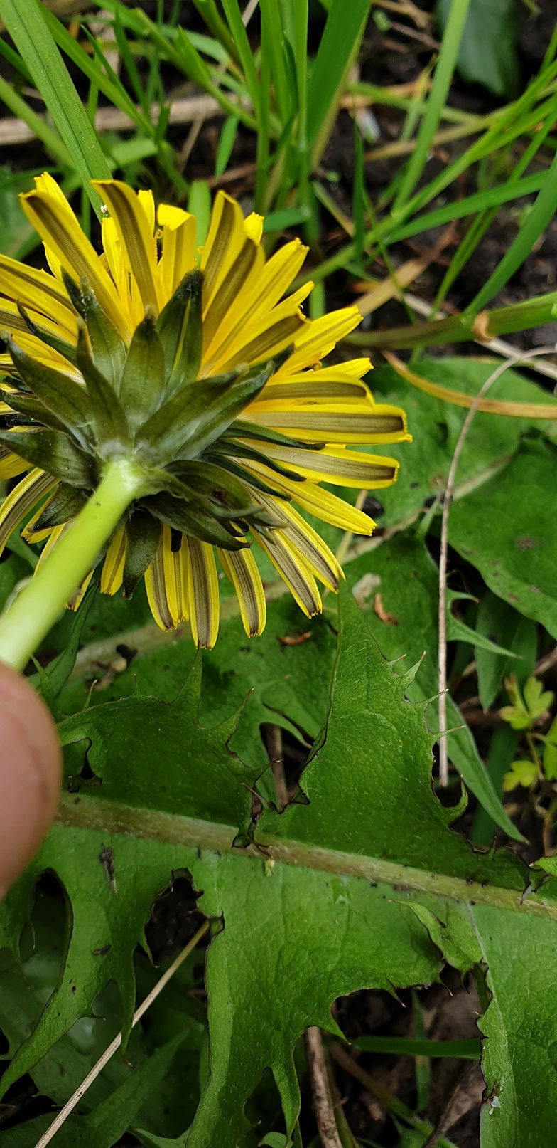 Thumbnail: Taraxacum aequisectum