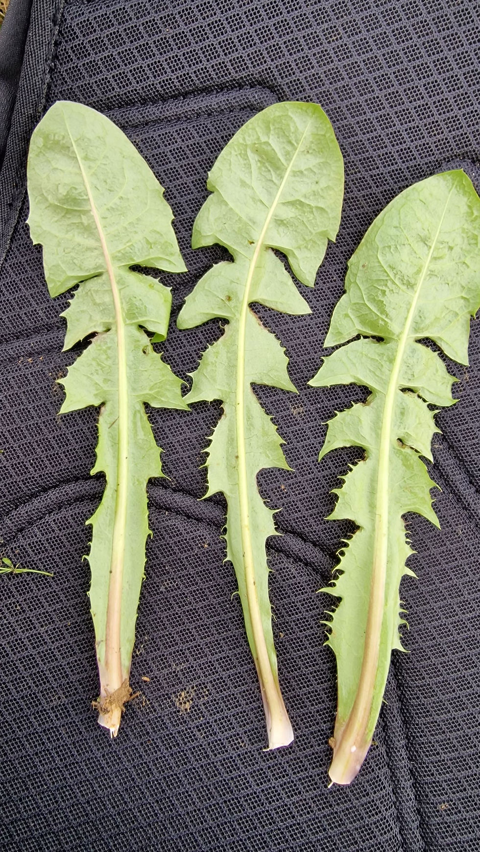 Thumbnail: Taraxacum cophocentrum