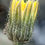 Thumbnail: Hieracium arvonense