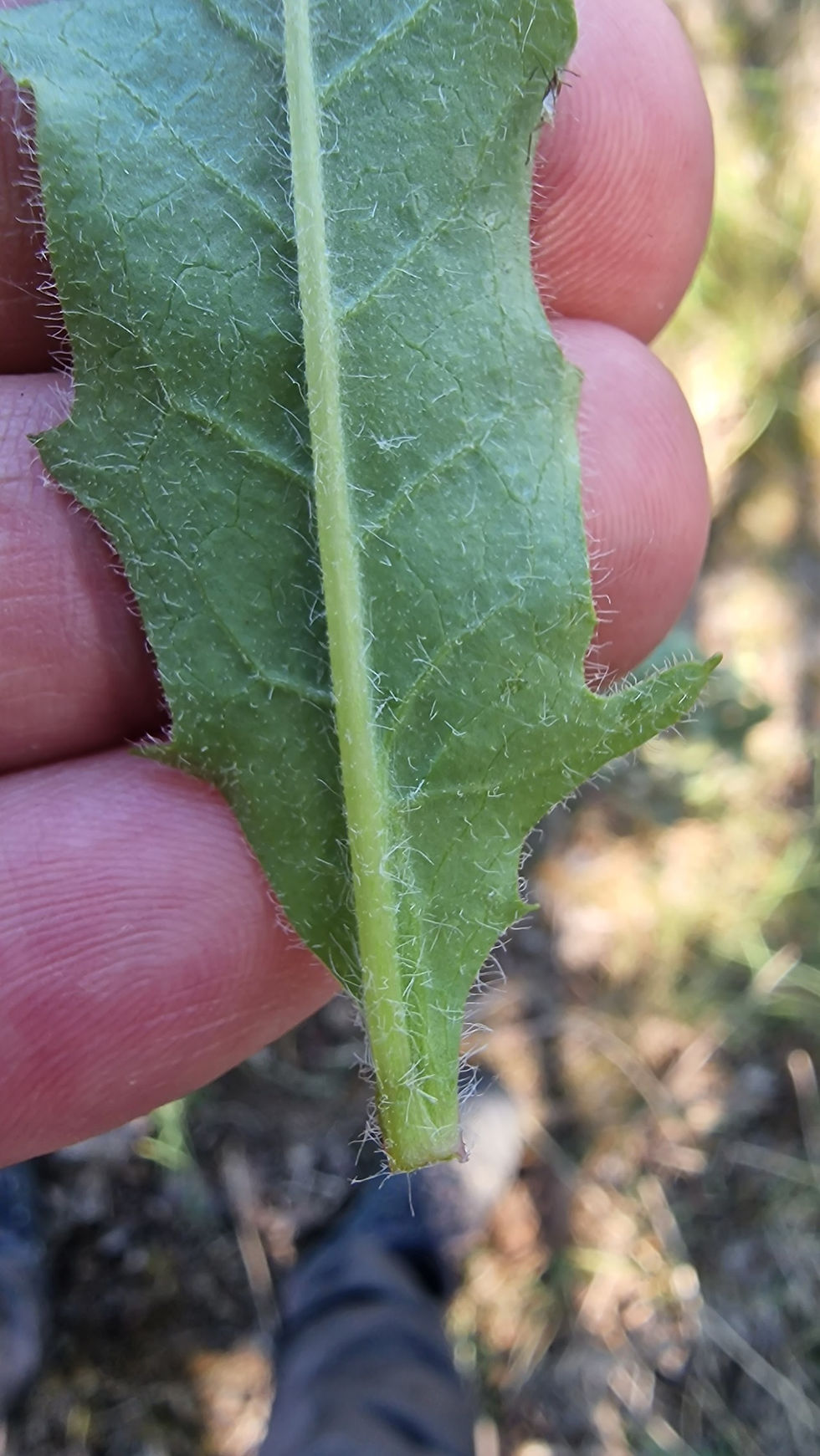 Thumbnail: 135.034.317 Hieracium festinum