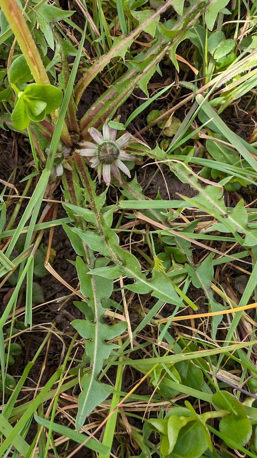 Thumbnail: Taraxacum diastematicum