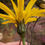 Thumbnail: Hieracium onychodontum