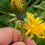Thumbnail: Taraxacum altissimum