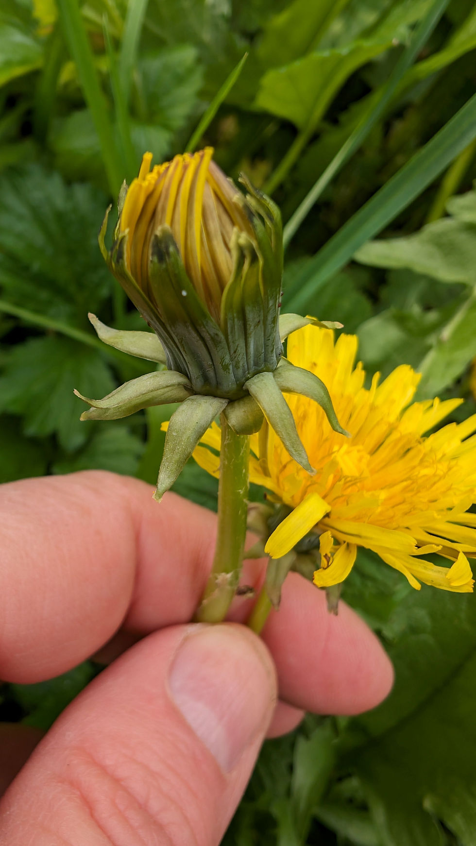 Thumbnail: Taraxacum altissimum