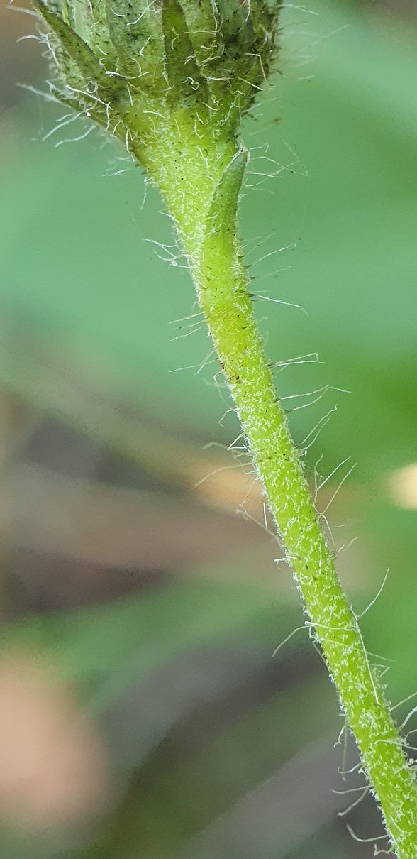 Thumbnail: Hieracium argutifolium