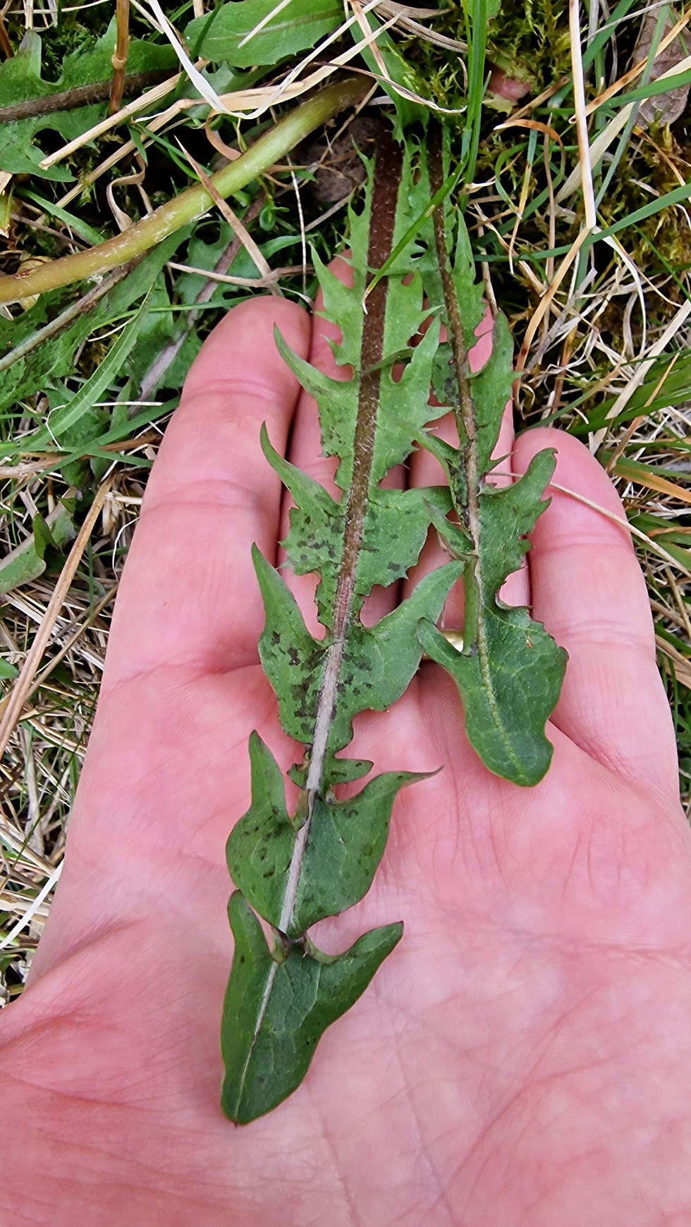 Thumbnail: Taraxacum maculosum