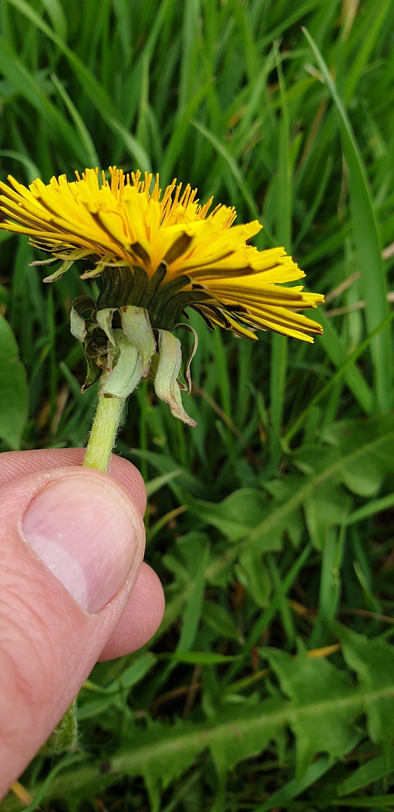 Thumbnail: Taraxacum macrolobum