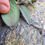 Thumbnail: Hieracium saxorum