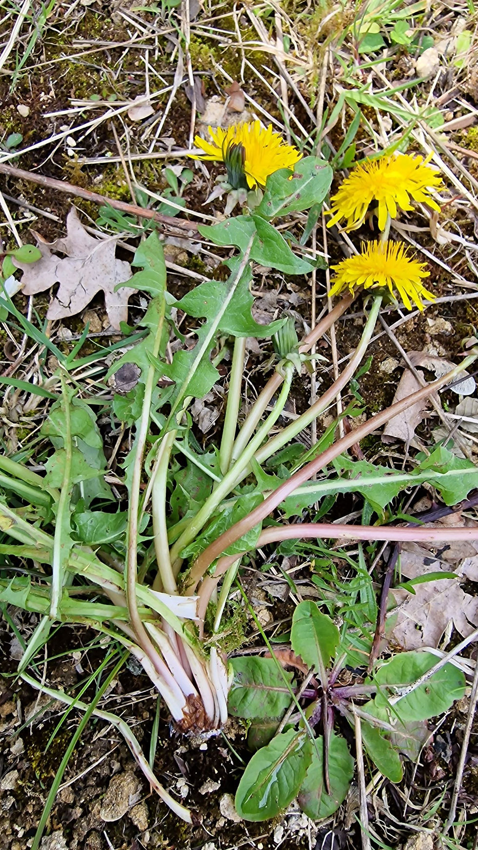 Thumbnail: Taraxacum latisectum