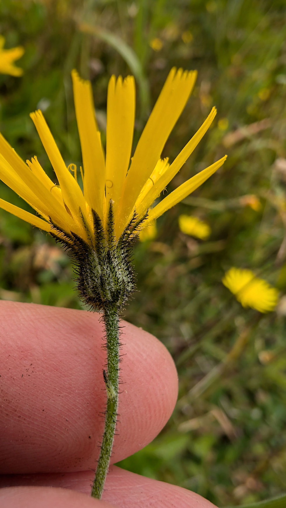 Thumbnail: Hieracium onychodontum