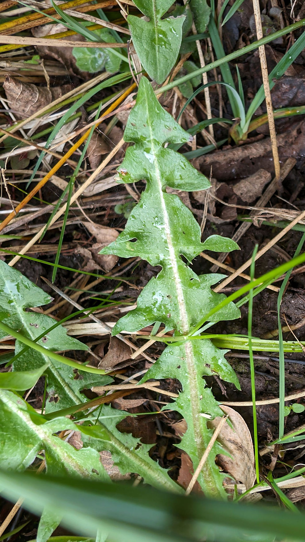 Thumbnail: Taraxacum angustisquameum