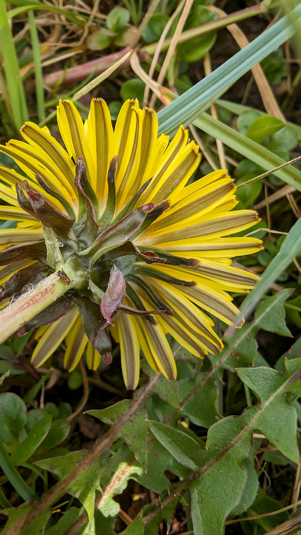 Thumbnail: Taraxacum diastematicum