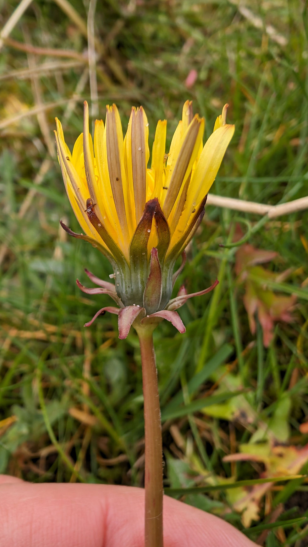 Thumbnail: Taraxacum haworthianum