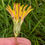 Thumbnail: Taraxacum palmeri