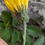 Thumbnail: Hieracium sp. nova 3