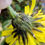 Thumbnail: 135.034.009 Hieracium eminentiforme