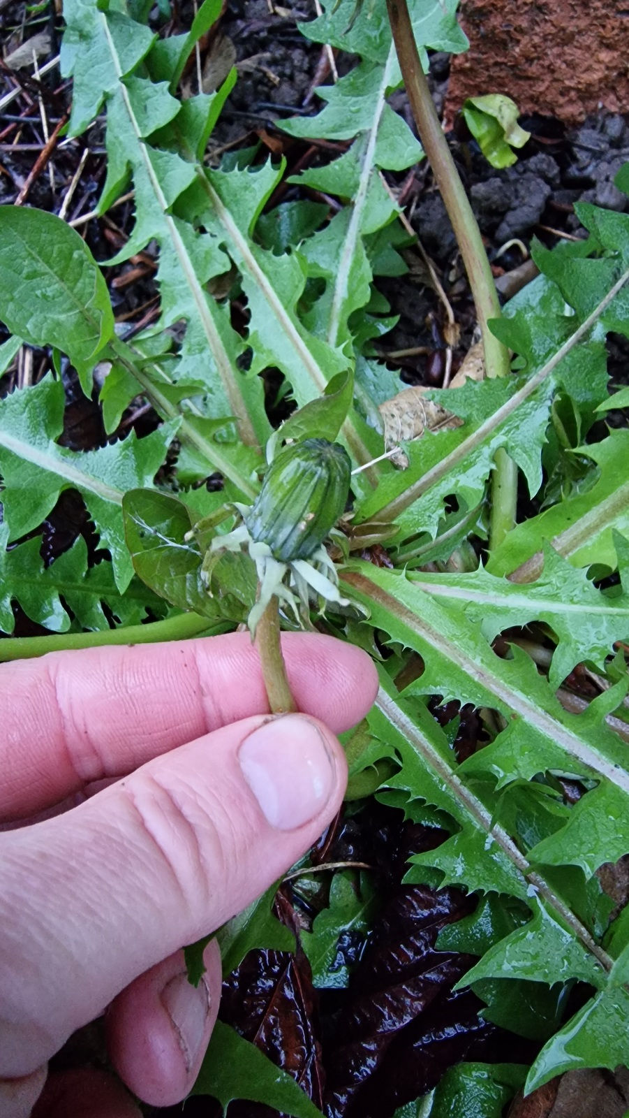 Thumbnail: Taraxacum obliquilobum