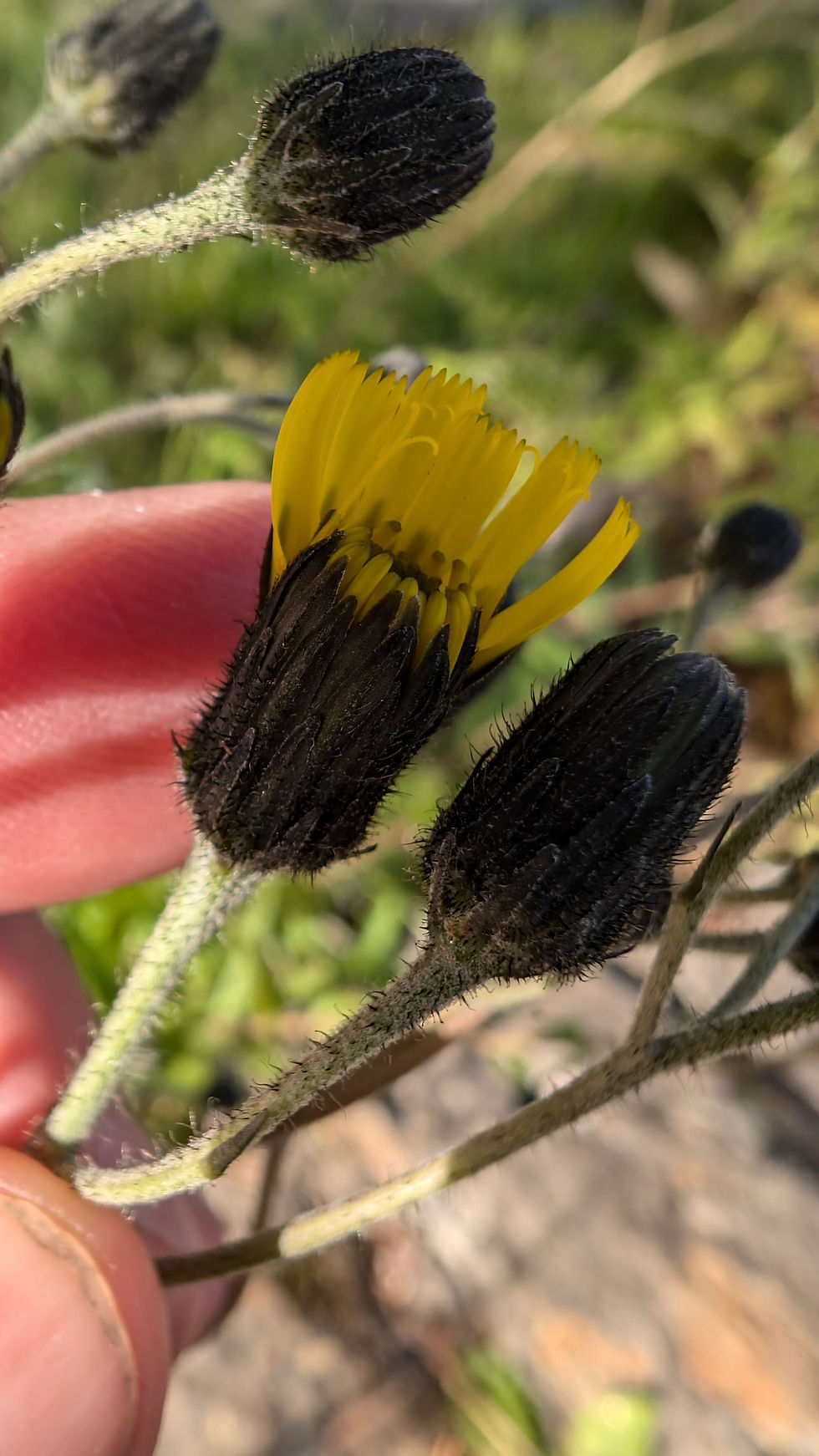 Thumbnail: Hieracium melanoglochin